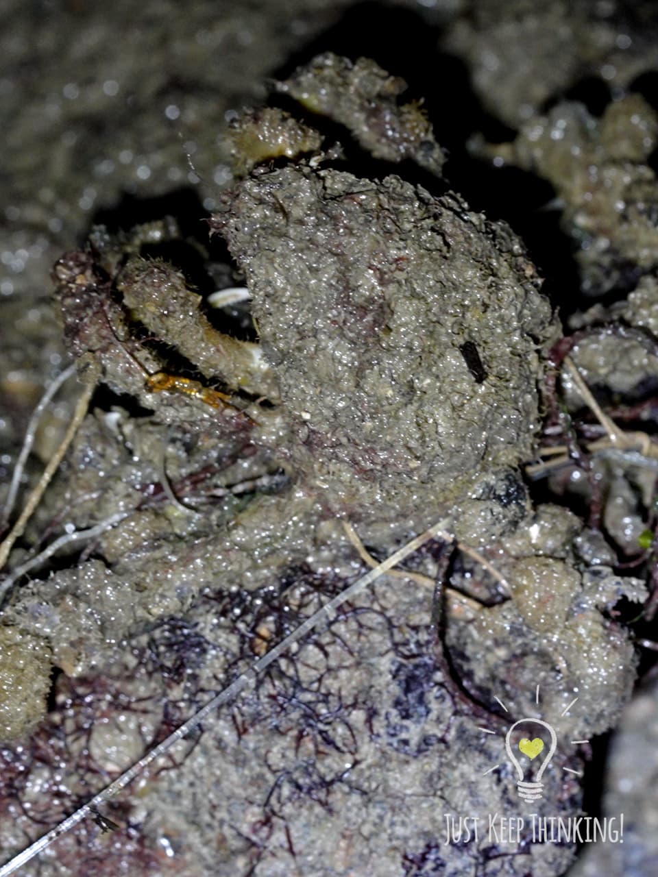 12_Velcro Crab_GradedJKT