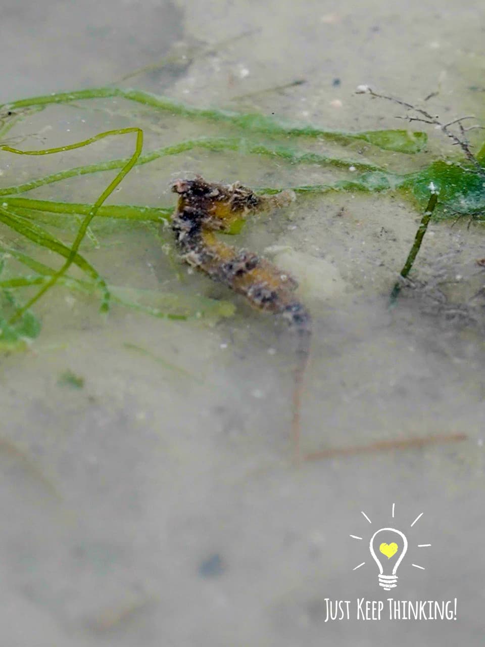 13_Spotted Seahorse_GradedJKT
