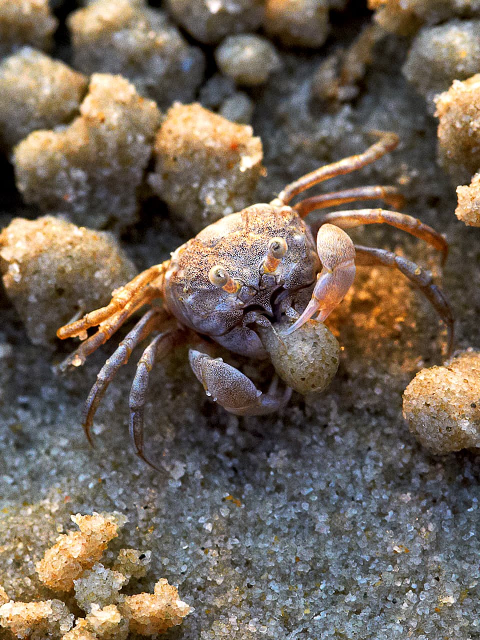 14_Sand Bubbler Crab_GradedJKT (1)