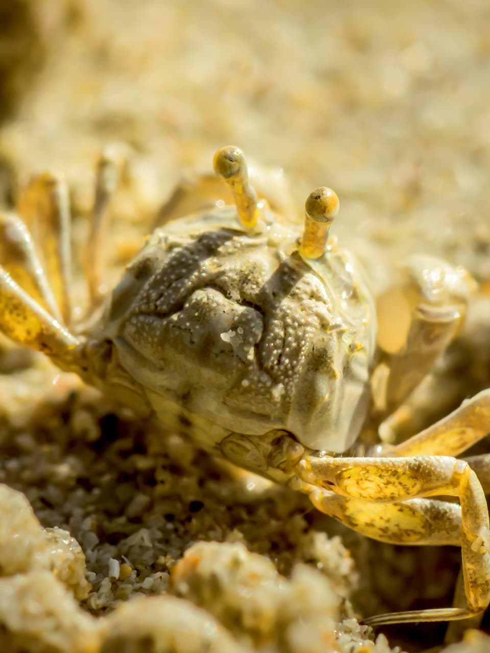 16_Sand Bubbler Crab_GradedJKT