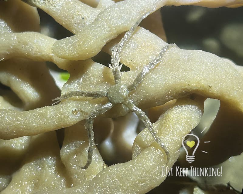 Tiny Brittle Star