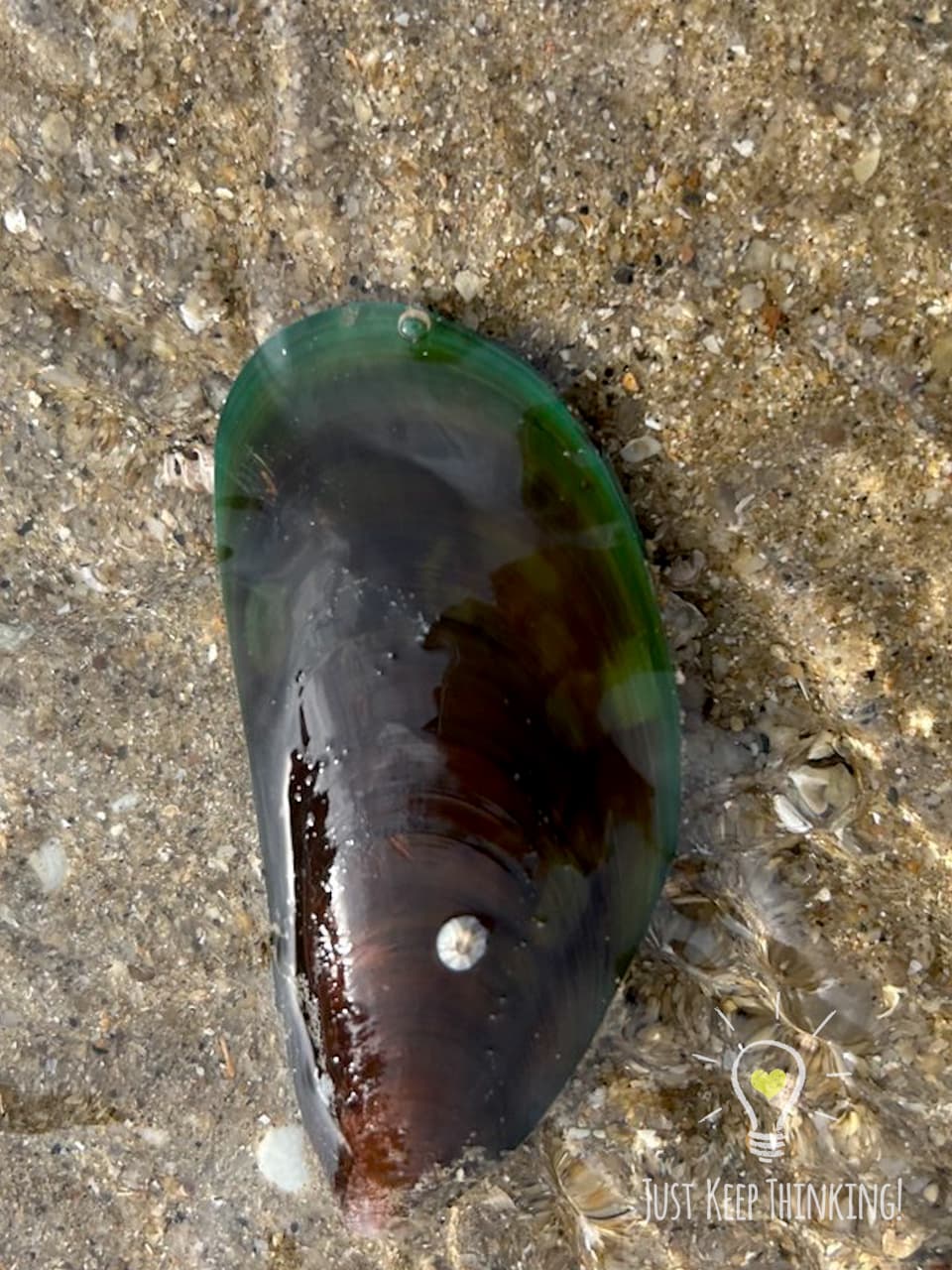 2_Green Mussel_GradedJKT