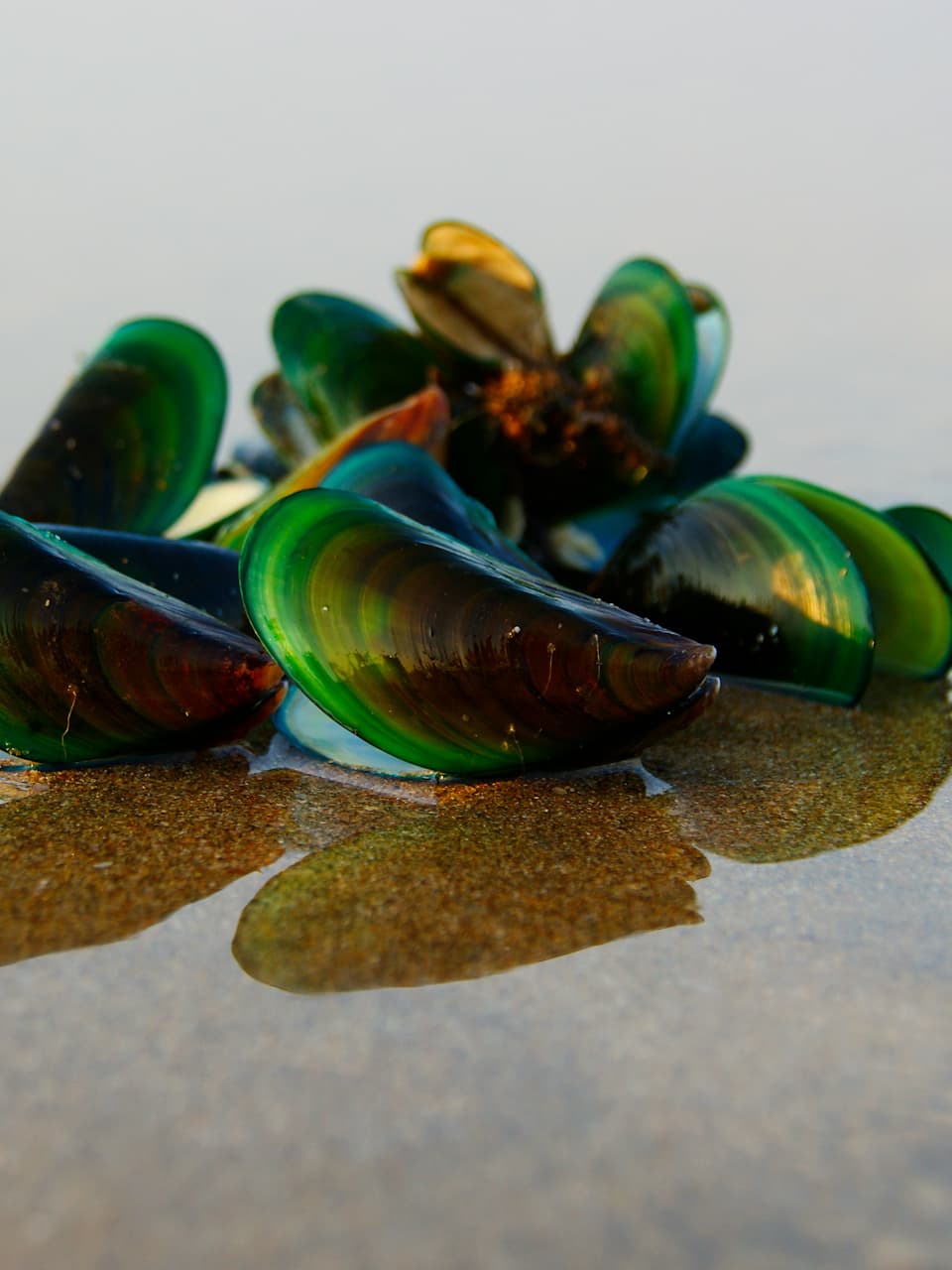 3_Green Mussel_Adobe Stock