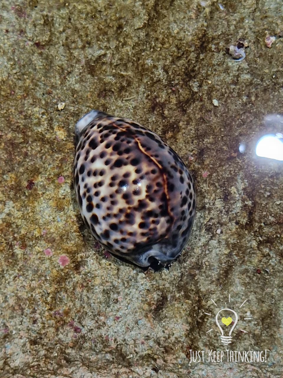 3_Tiger Cowrie_GradedJKT