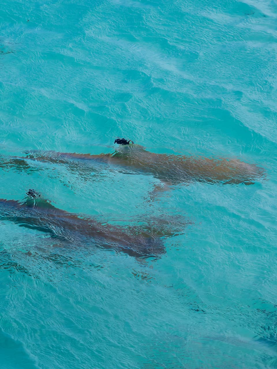 4_Black-tip Reef Shark_Adobe Stock