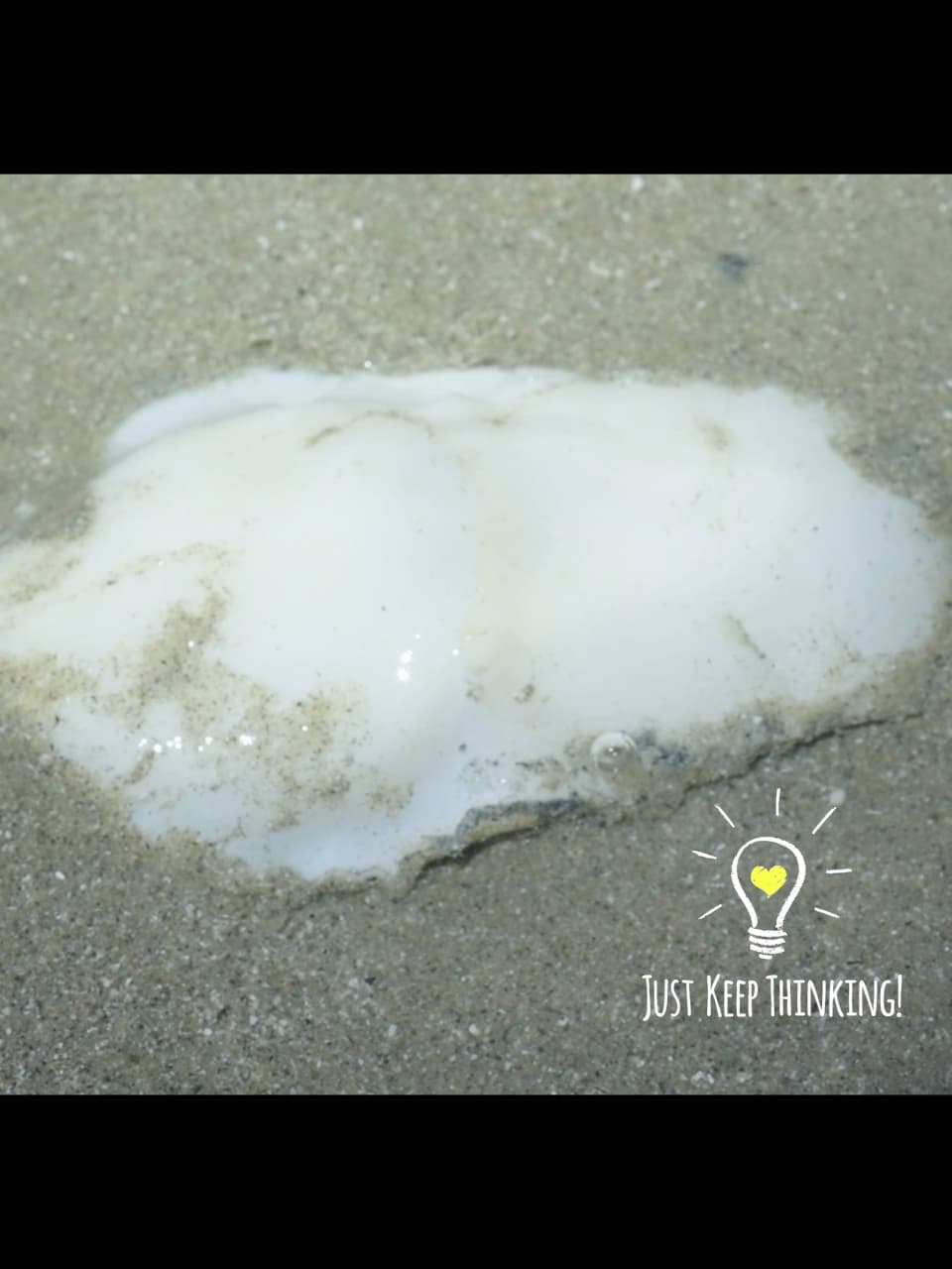 4_Naked Moon Snail_GradedJKT