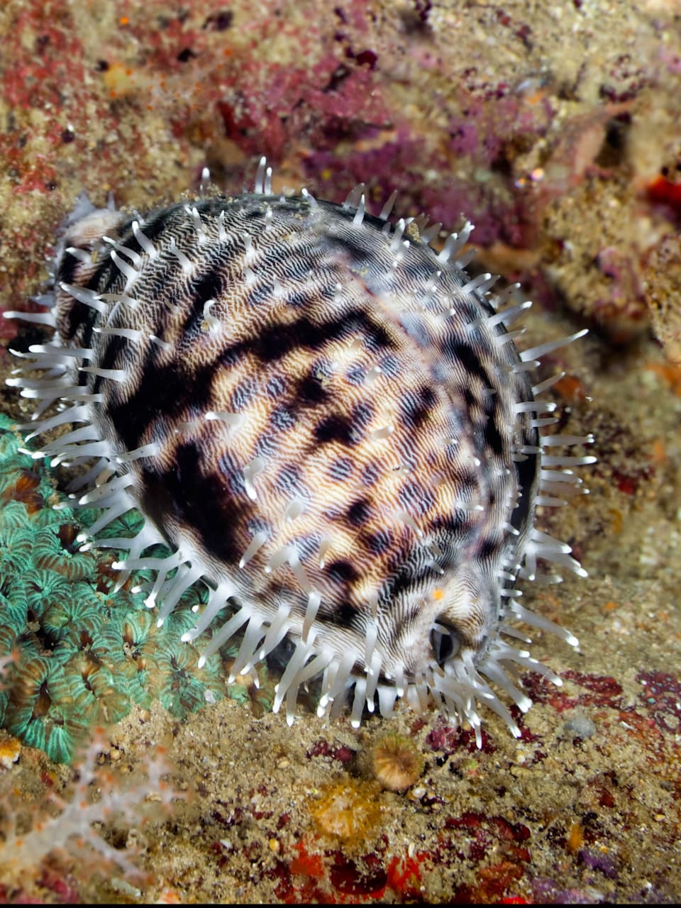 4_Tiger Cowrie_Adobe Stock