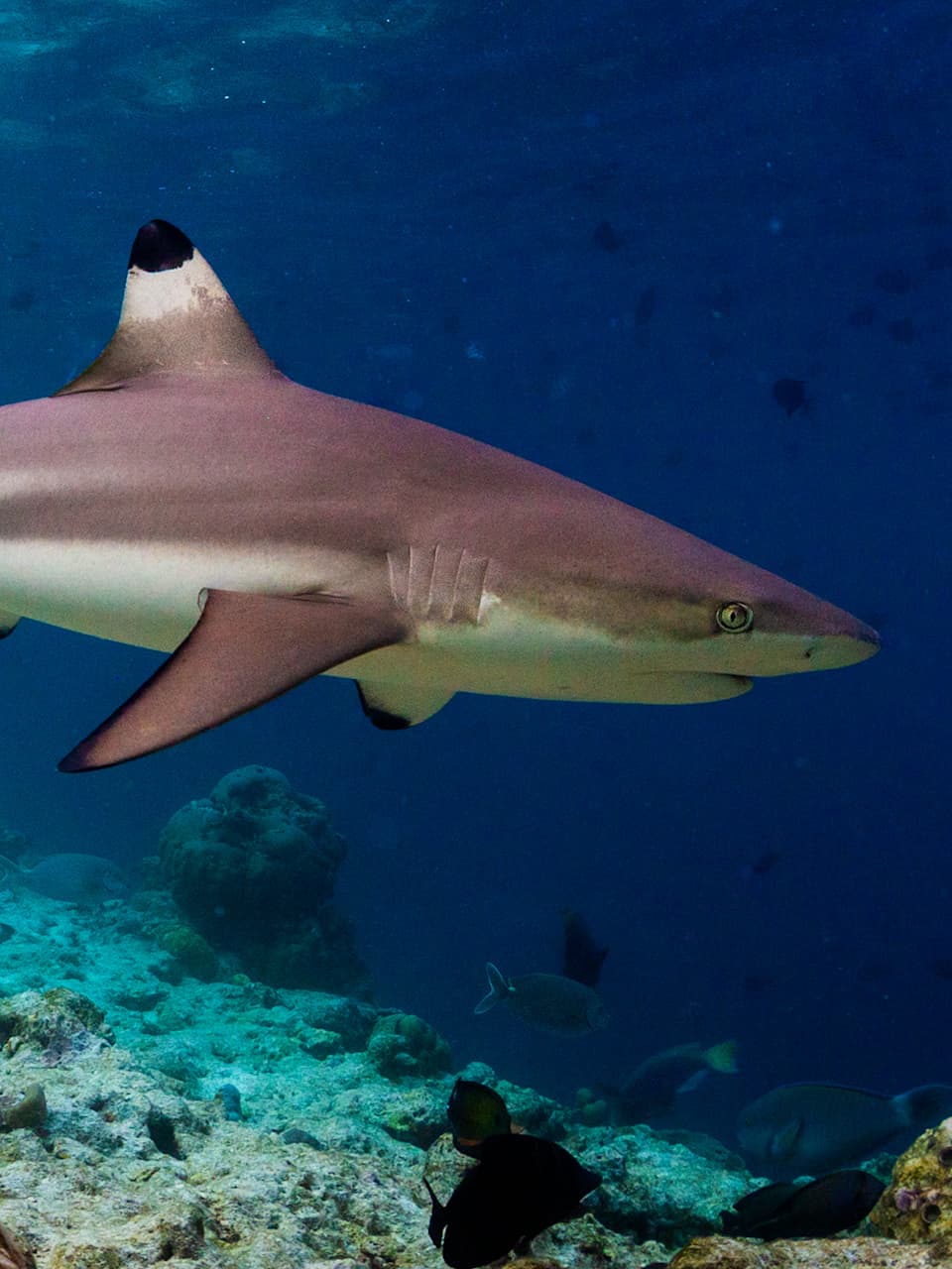 5_Black-tip Reef Shark_Adobe Stock