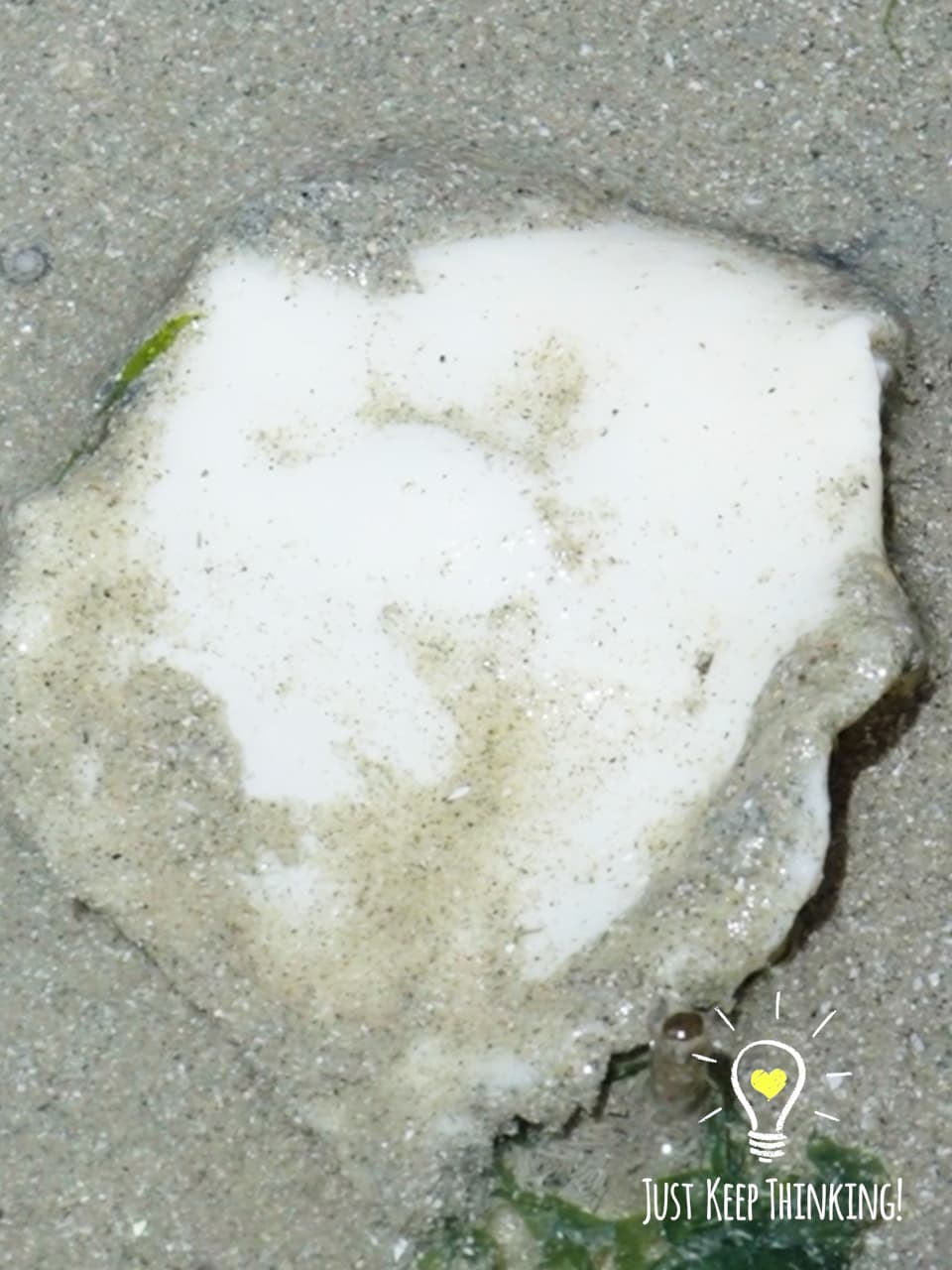 5_Naked Moon Snail_GradedJKT.
