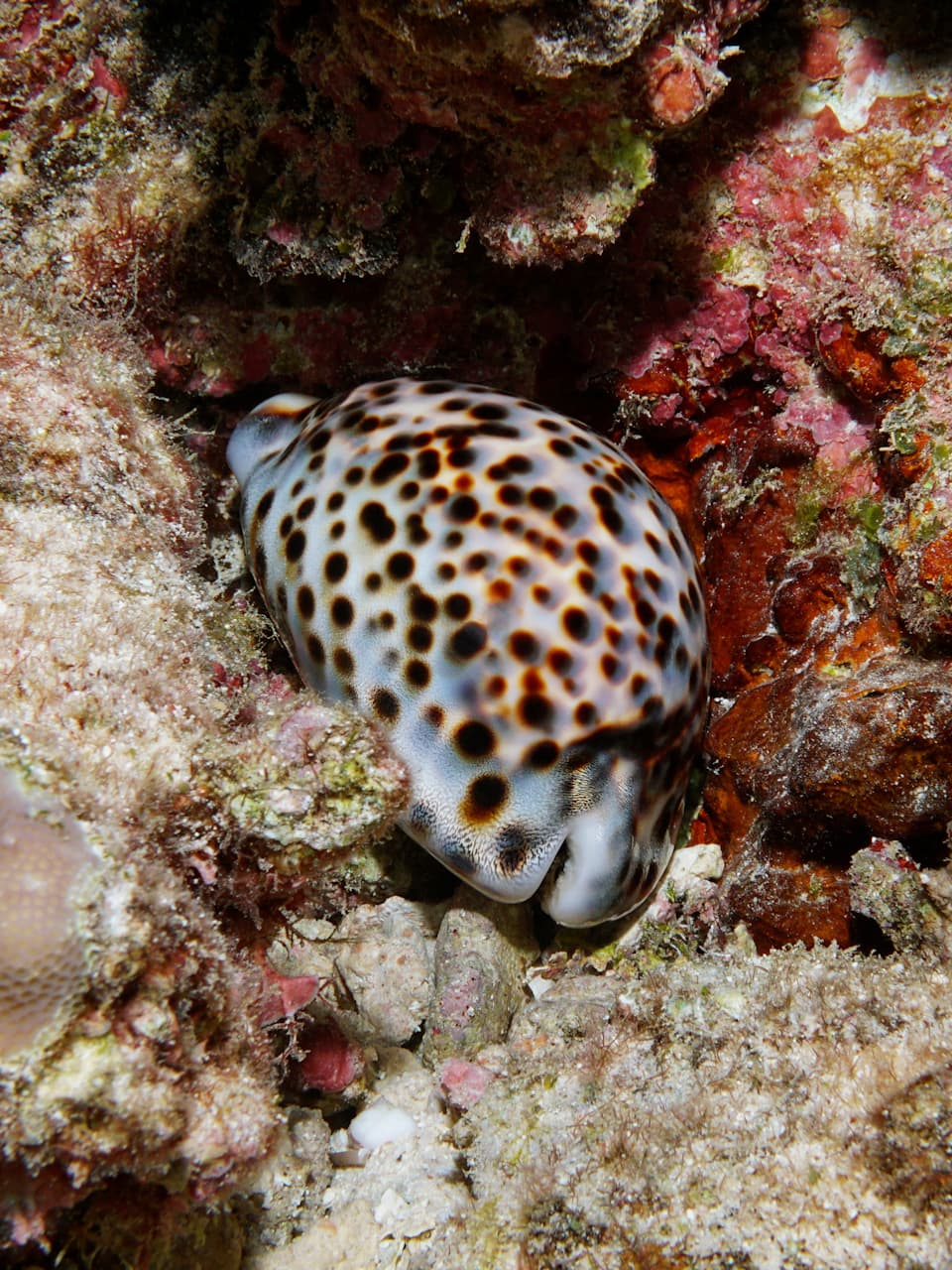 5_Tiger Cowrie_Adobe Stock