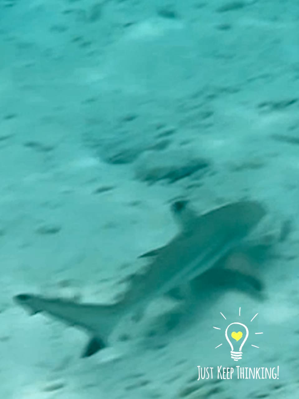 6_Black-tip Reef Shark_Adobe Stock