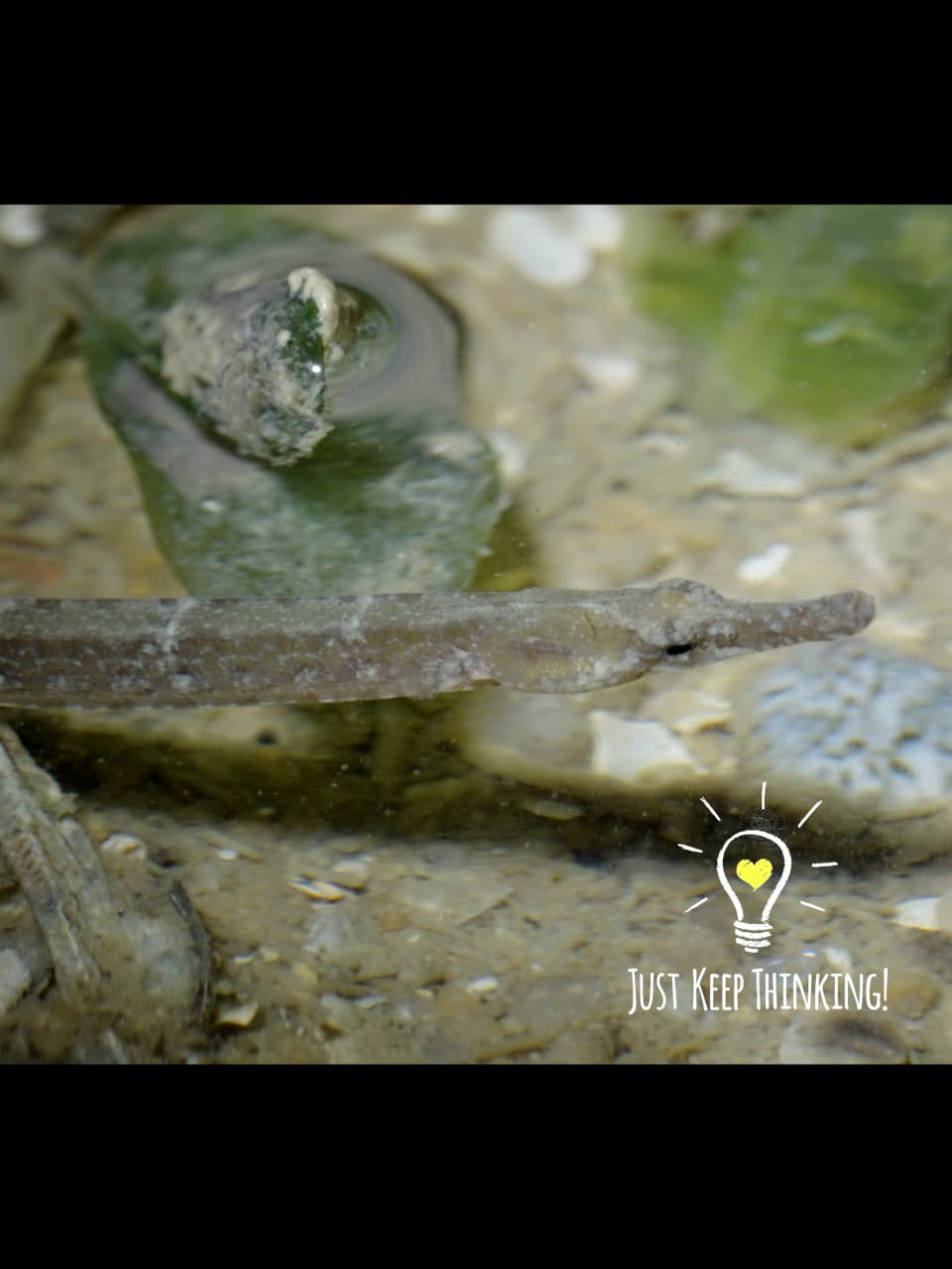 7_Seagrass Pipefish_GradedJKT