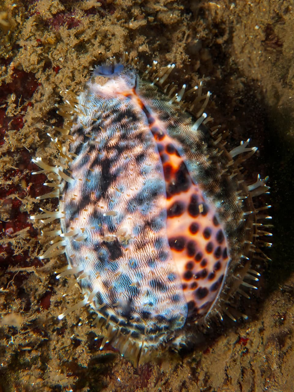 7_Tiger Cowrie_Adobe Stock