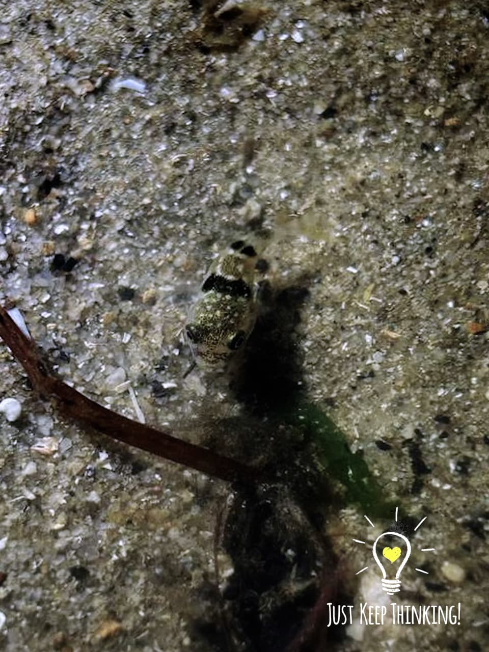 8_Milkspotted Pufferfish_GradedJKT