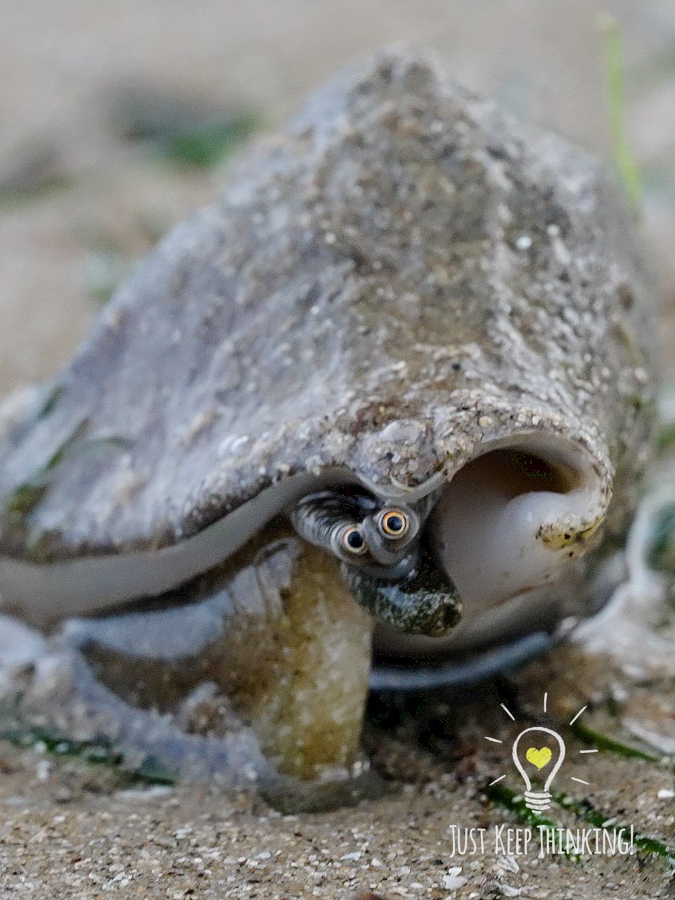 9_Gong Gong Snail_GradedJKT