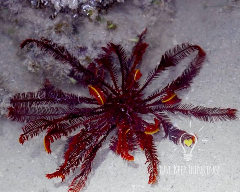 Red Feather Star with more than 5 arms