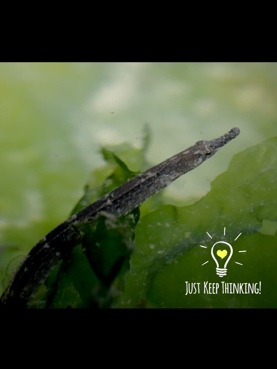 9_Seagrass Pipefish_GradedJKT