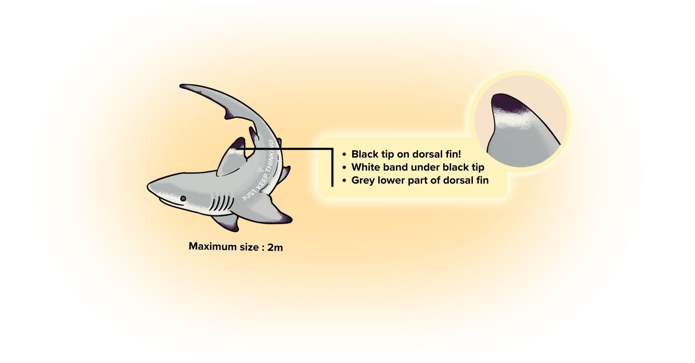 Black-tip Reef Shark_Animal Infographic