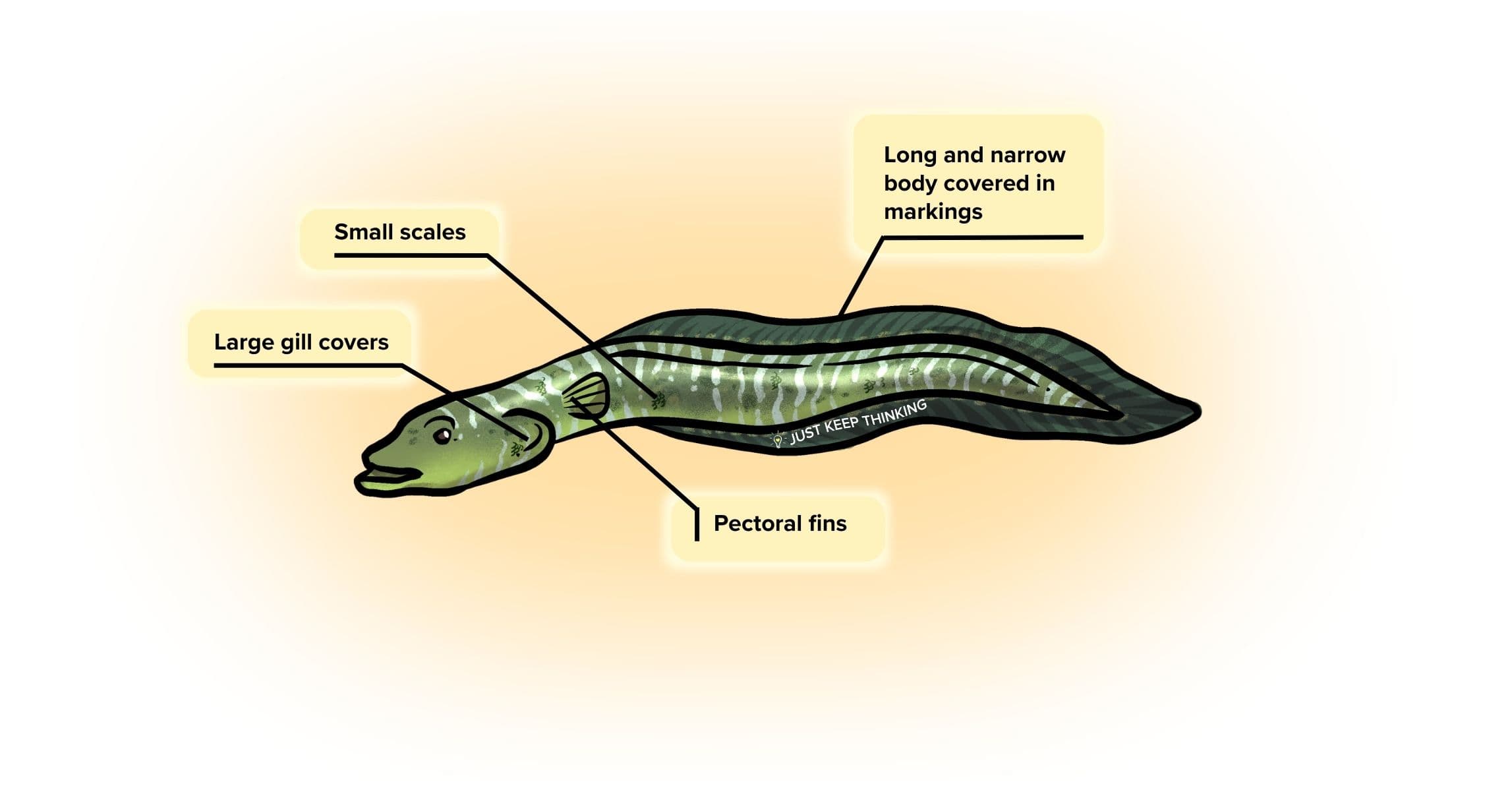 Carpet eel blenny_infographic
