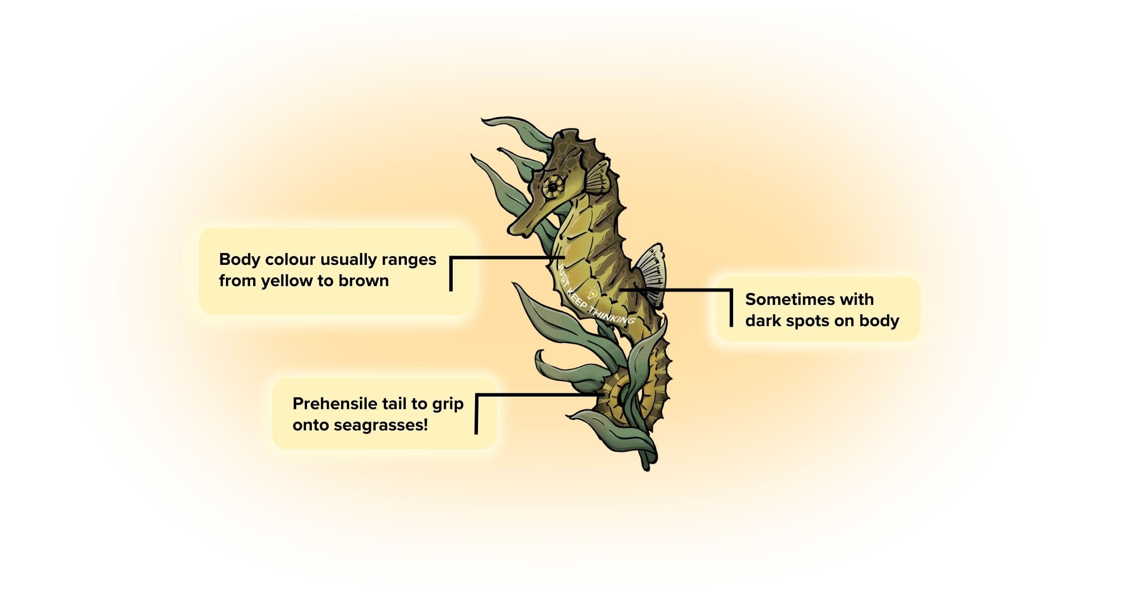 Estuarine Seahorse_Animal Infographic