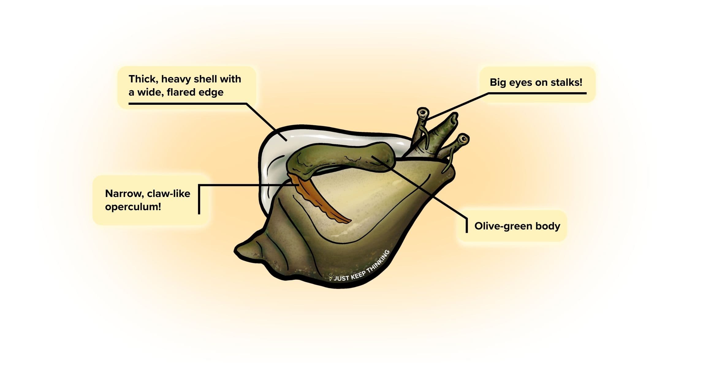 Gong gong snail_Animal Infographic
