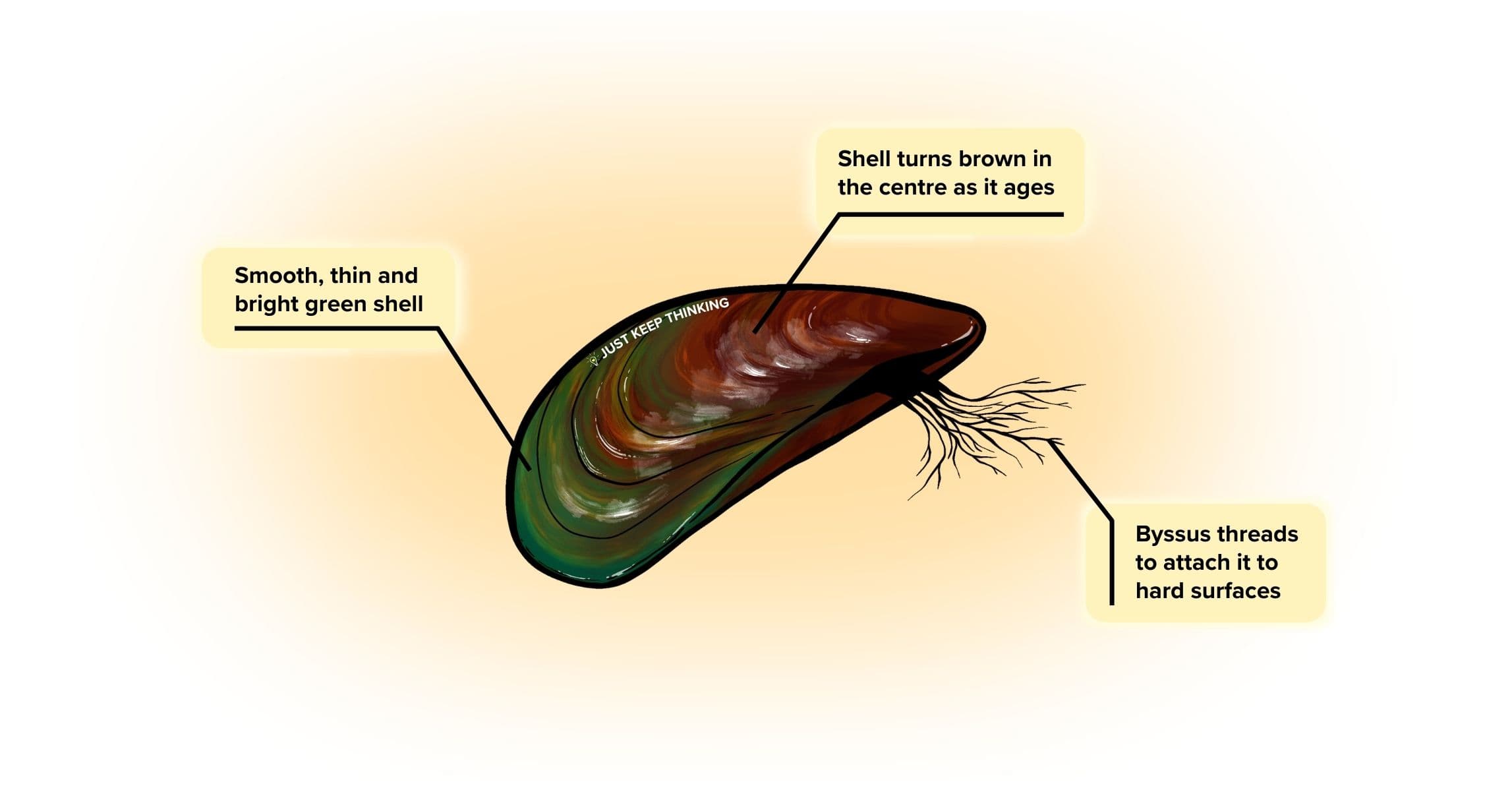 Green mussel_Animal Infographic