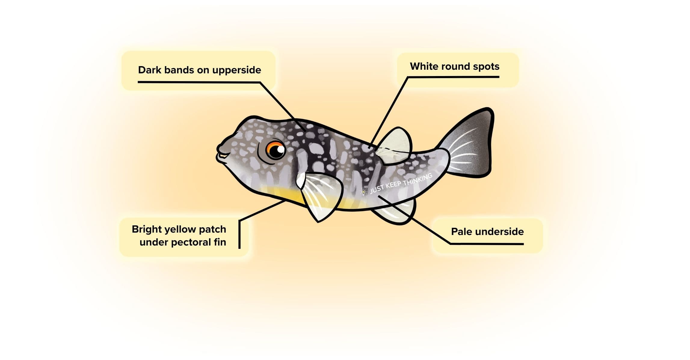 Milkspotted pufferfish_Infographic
