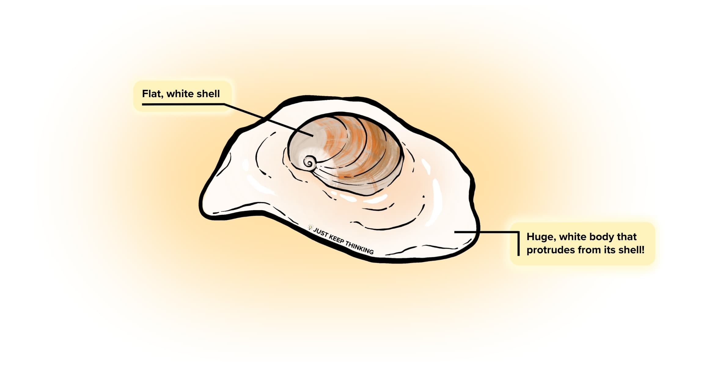 Naked moon snail_Animal Infographic