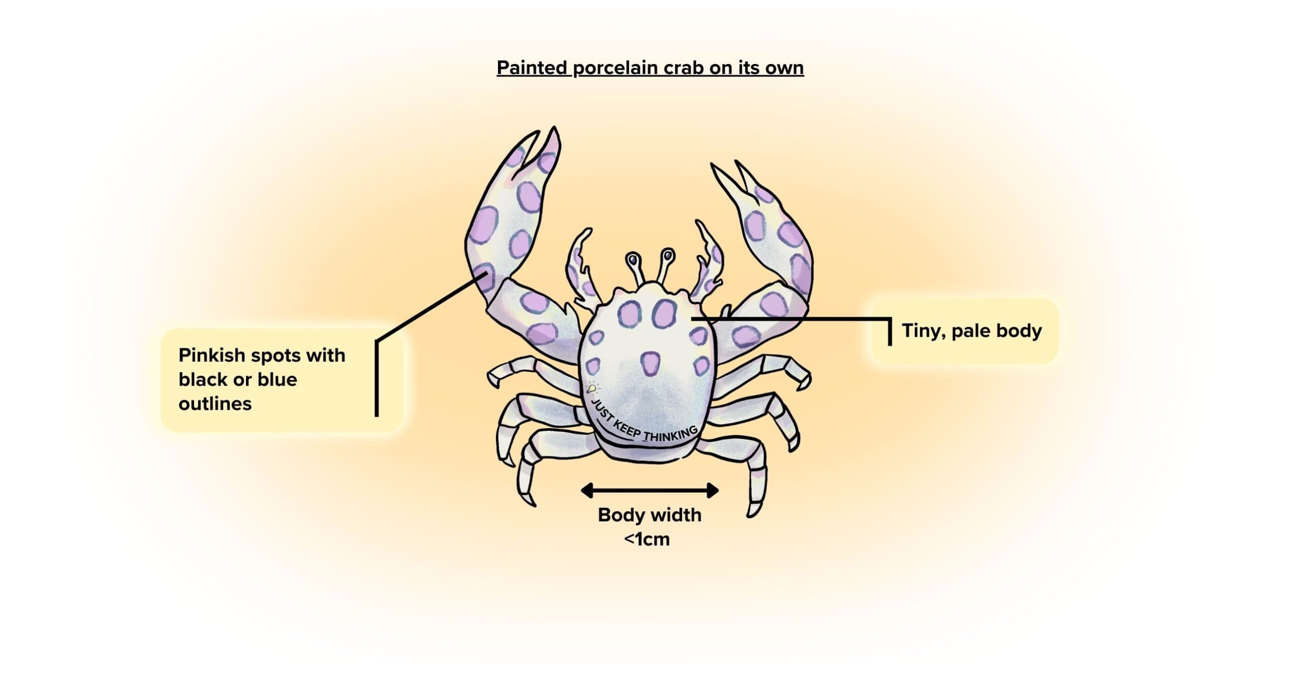 Painted porcelain crab_Infographic