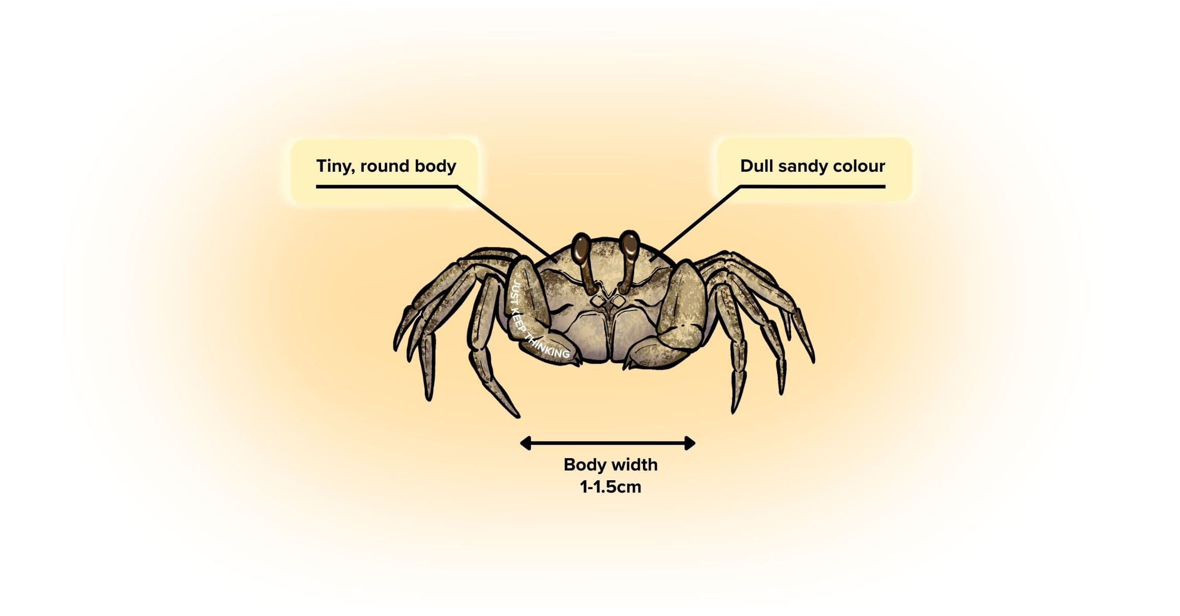 Sand bubbler crab_Animal Infographic