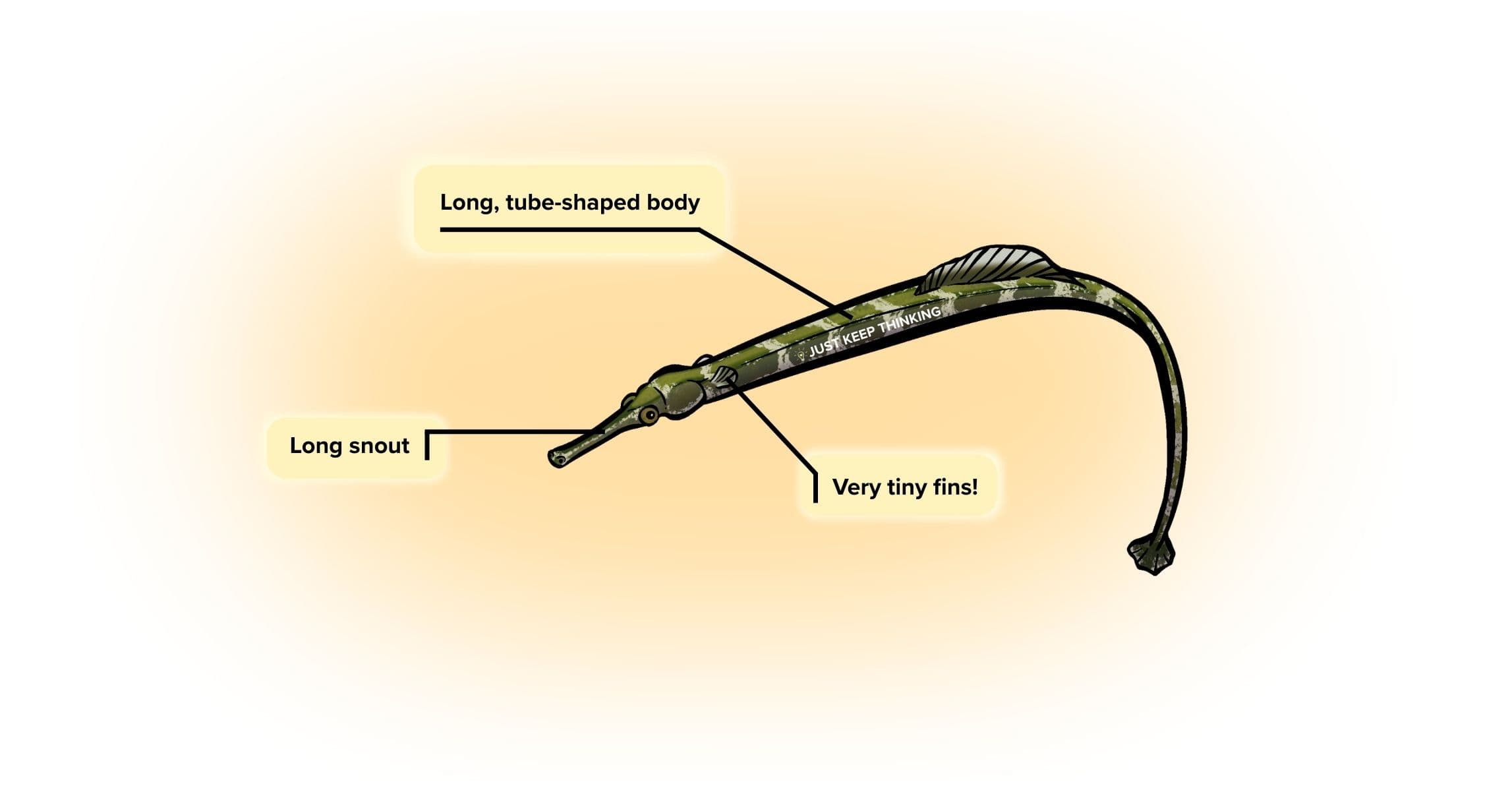 Seagrass pipefish_Animal infographic