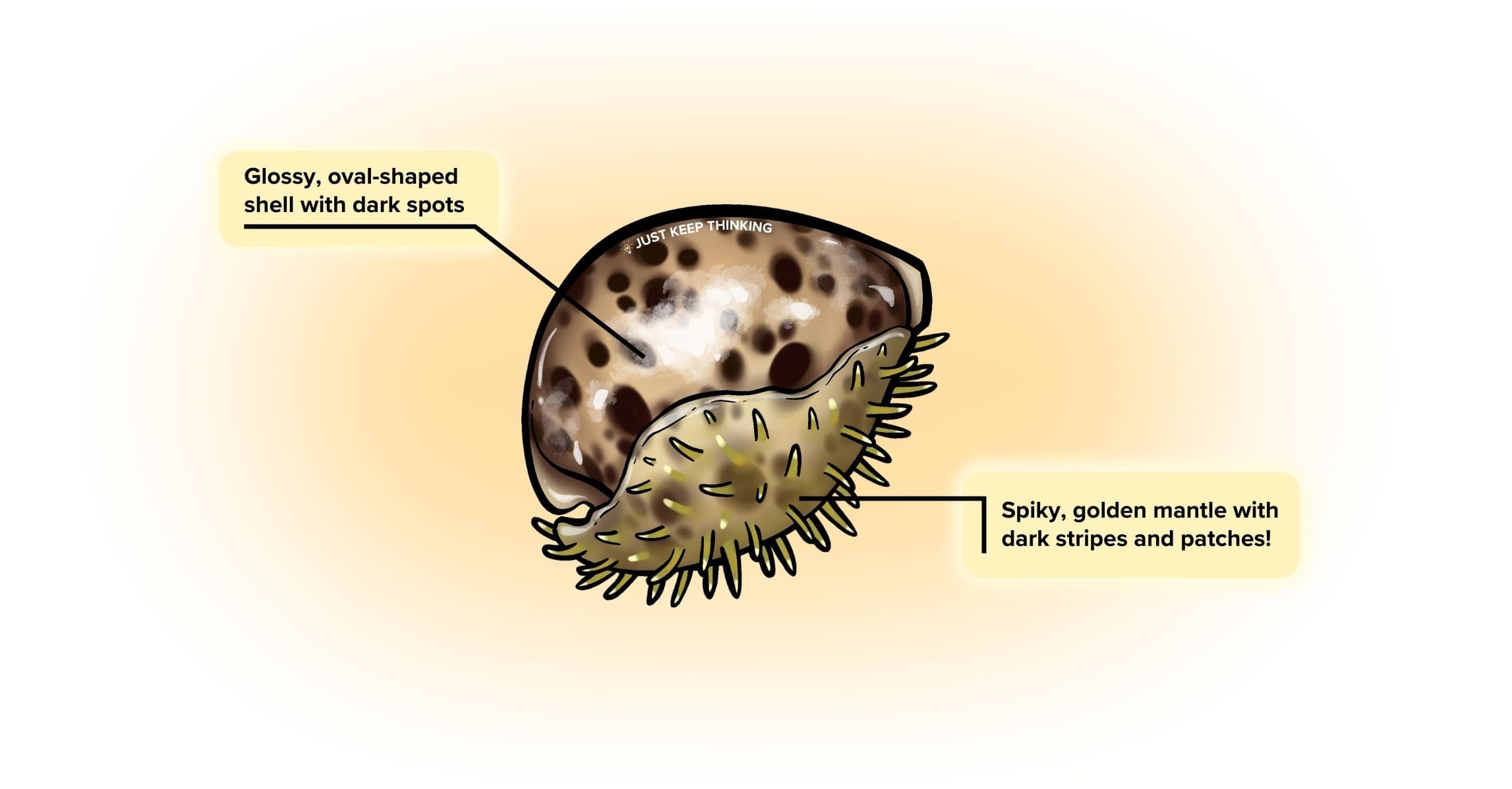 Tiger cowrie_Animal Infographic