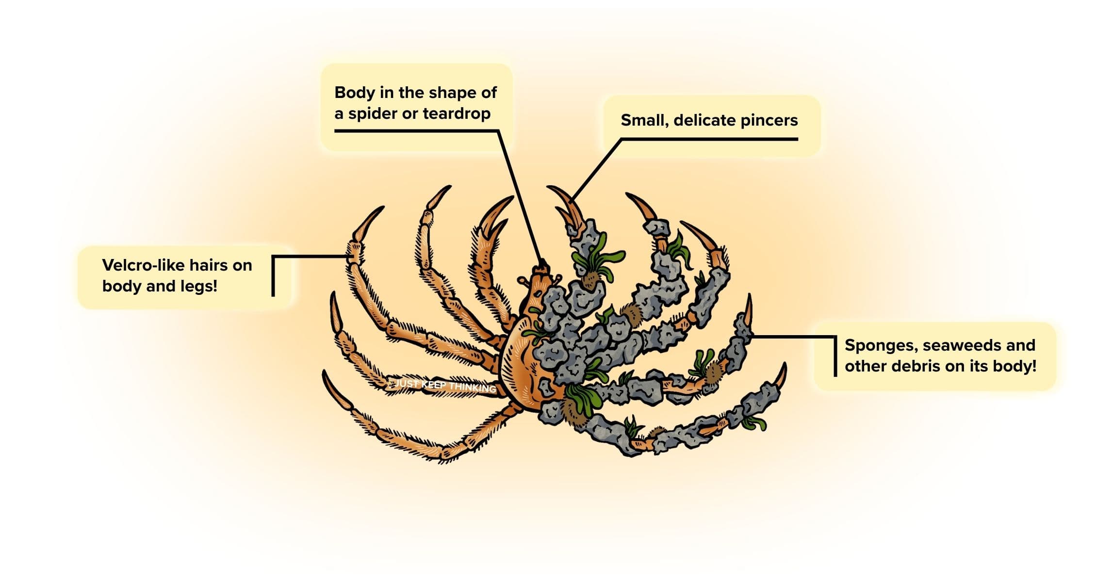 Velcro crab_Animal Infographic
