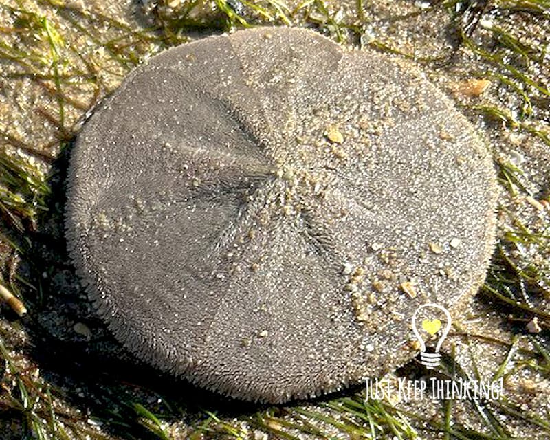 Cake Sand Dollar