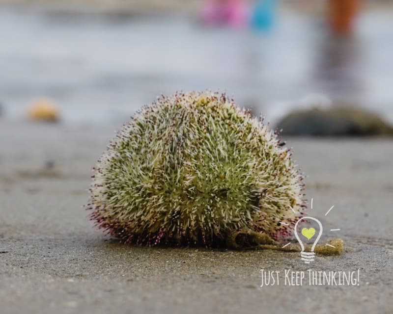 White Salamacis Urchin