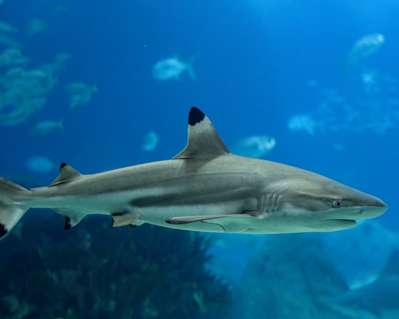 Blacktip Reef Shark