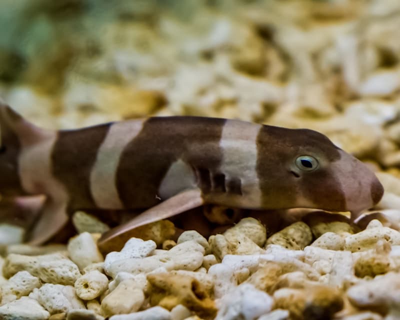 Brownbanded Bamboo Shark