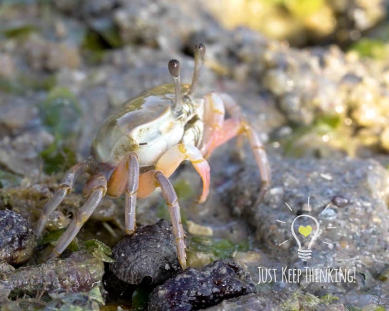 Sand Bubbler Crab