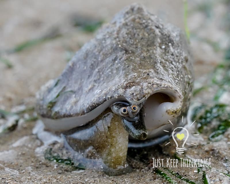 Gong-gong Snail