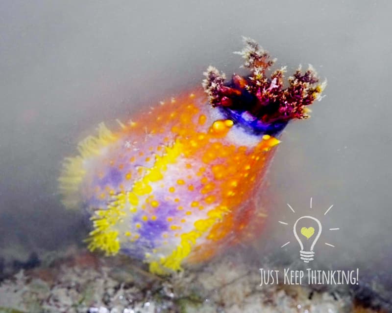 Sea Apple Sea Cucumber