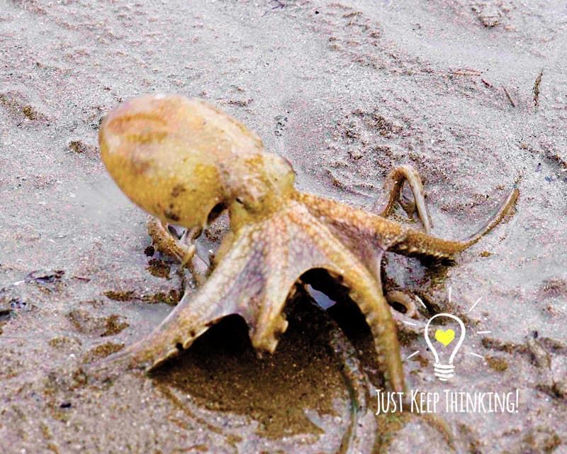 Big-head Seagrass Octopus