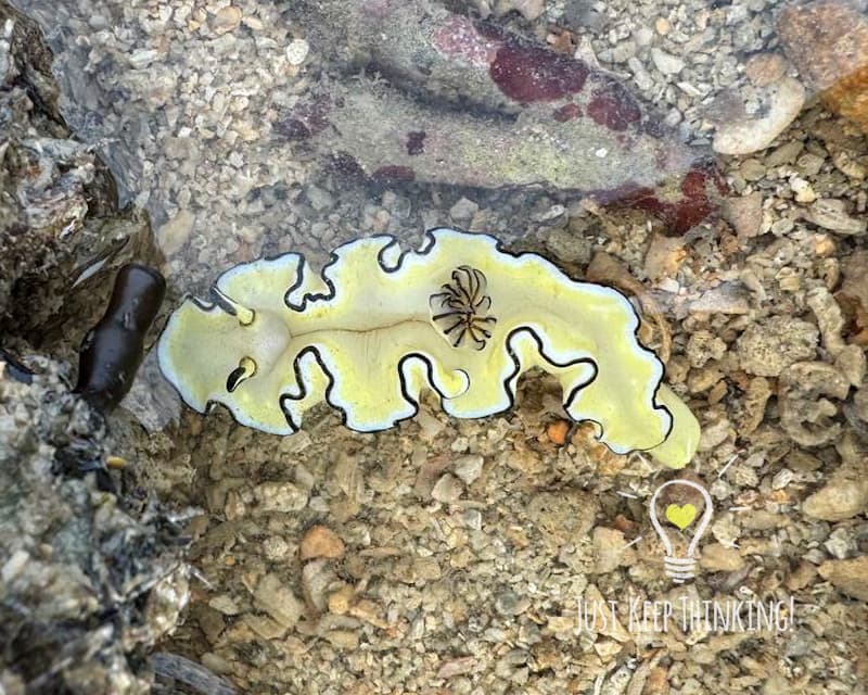 Cheesecake Nudibranch