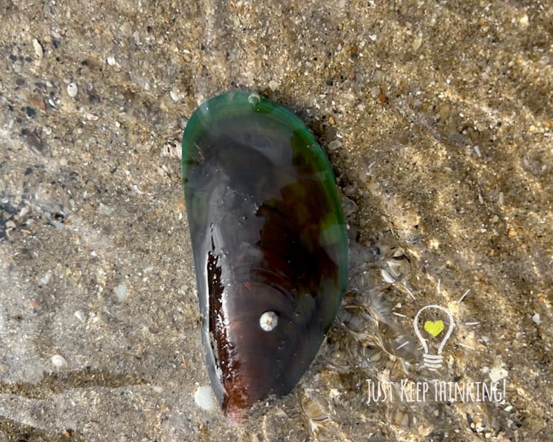 Green Mussel