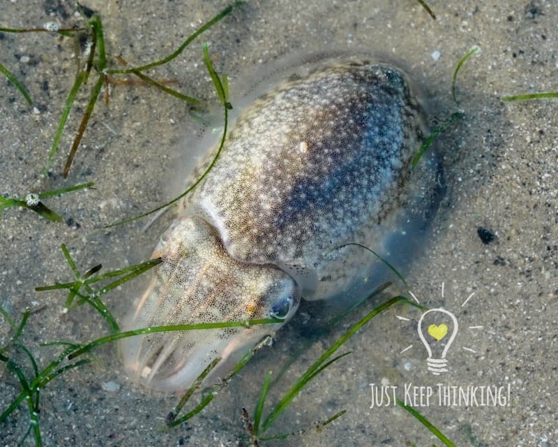 Smooth Cuttlefish