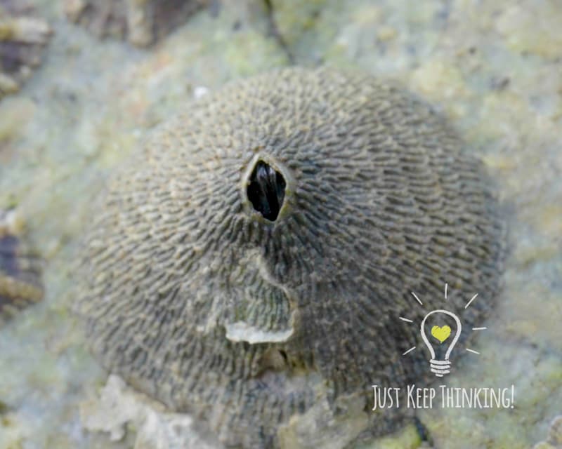 Volcano Barnacle