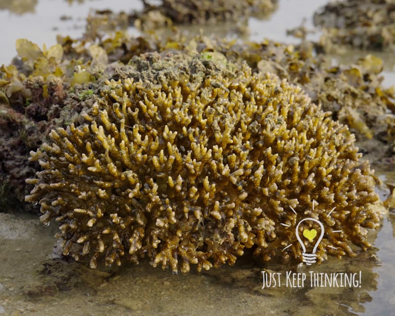 Branching Coral