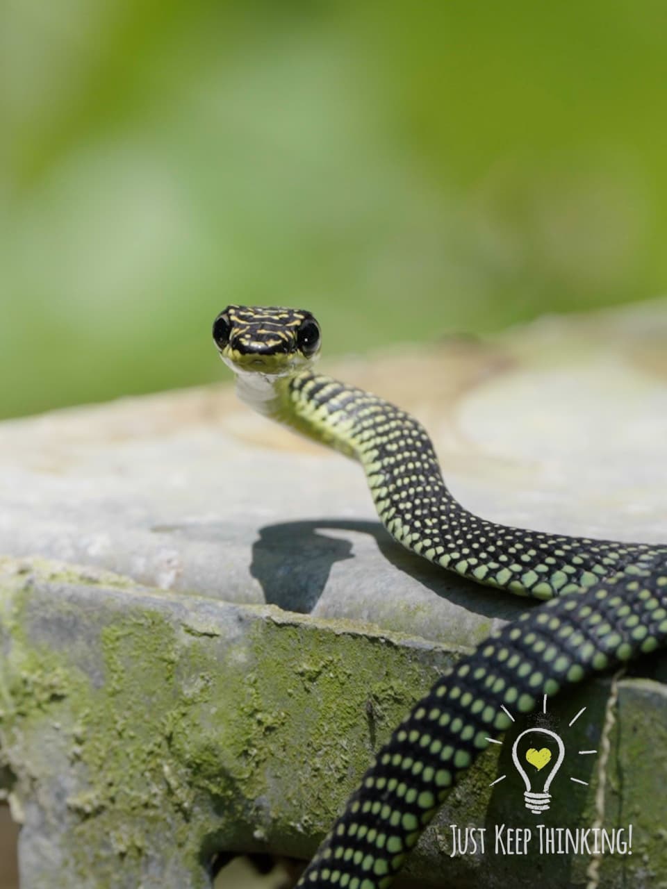 04_Paradise Tree Snake_GradedJKT