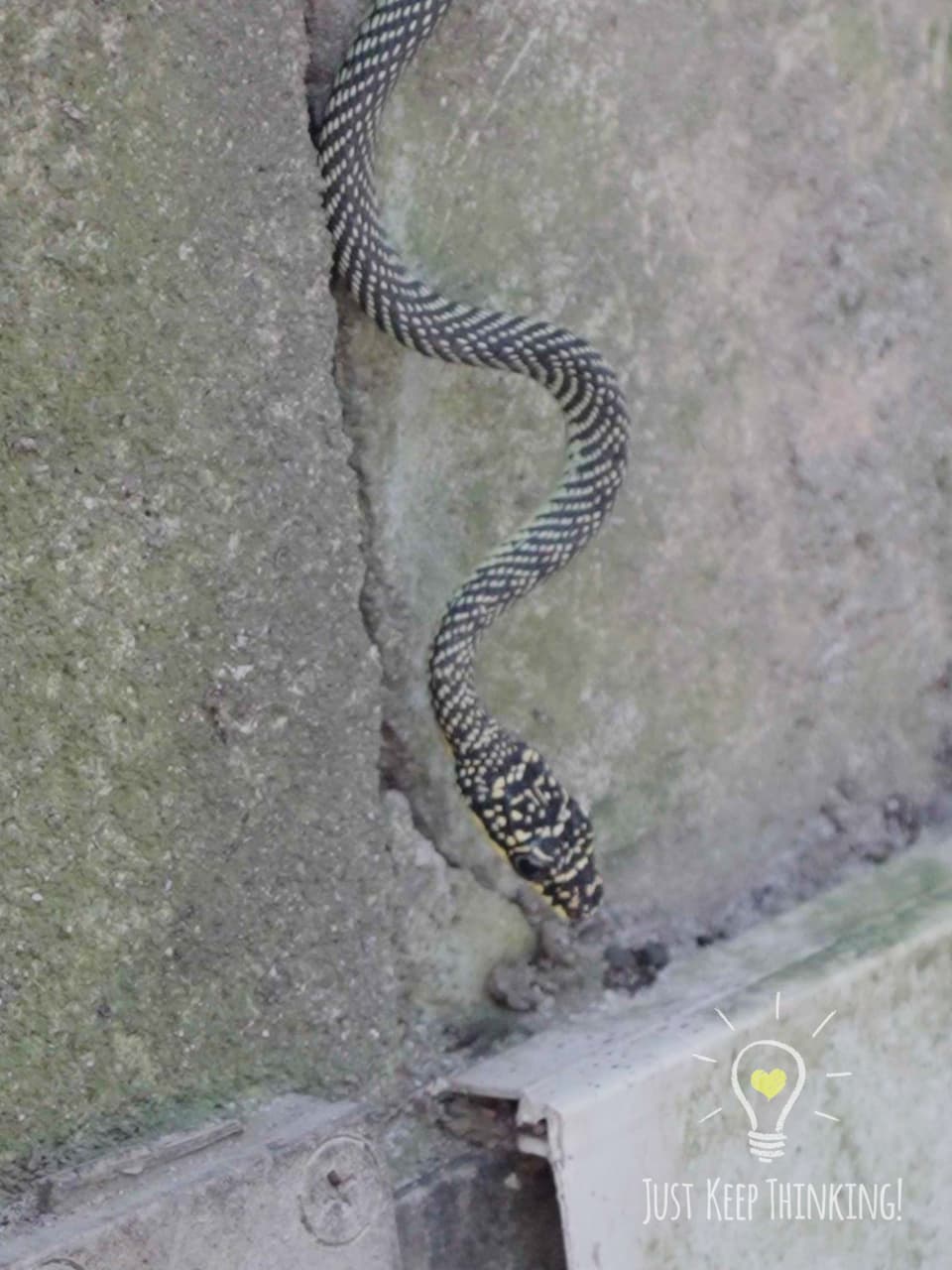 05_Paradise Tree Snake_GradedJKT