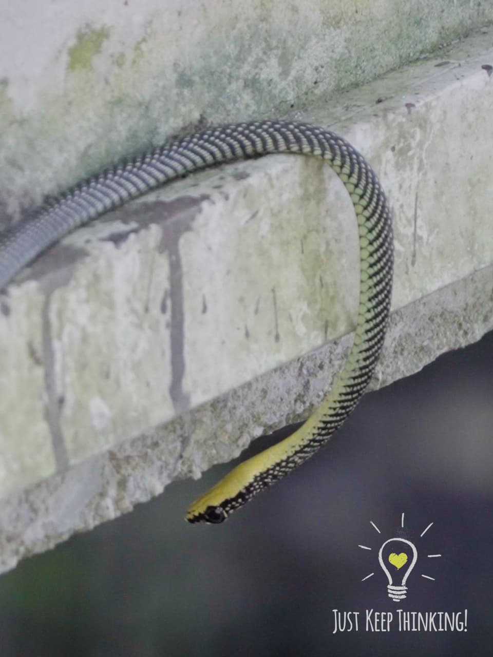 06_Paradise Tree Snake_GradedJKT
