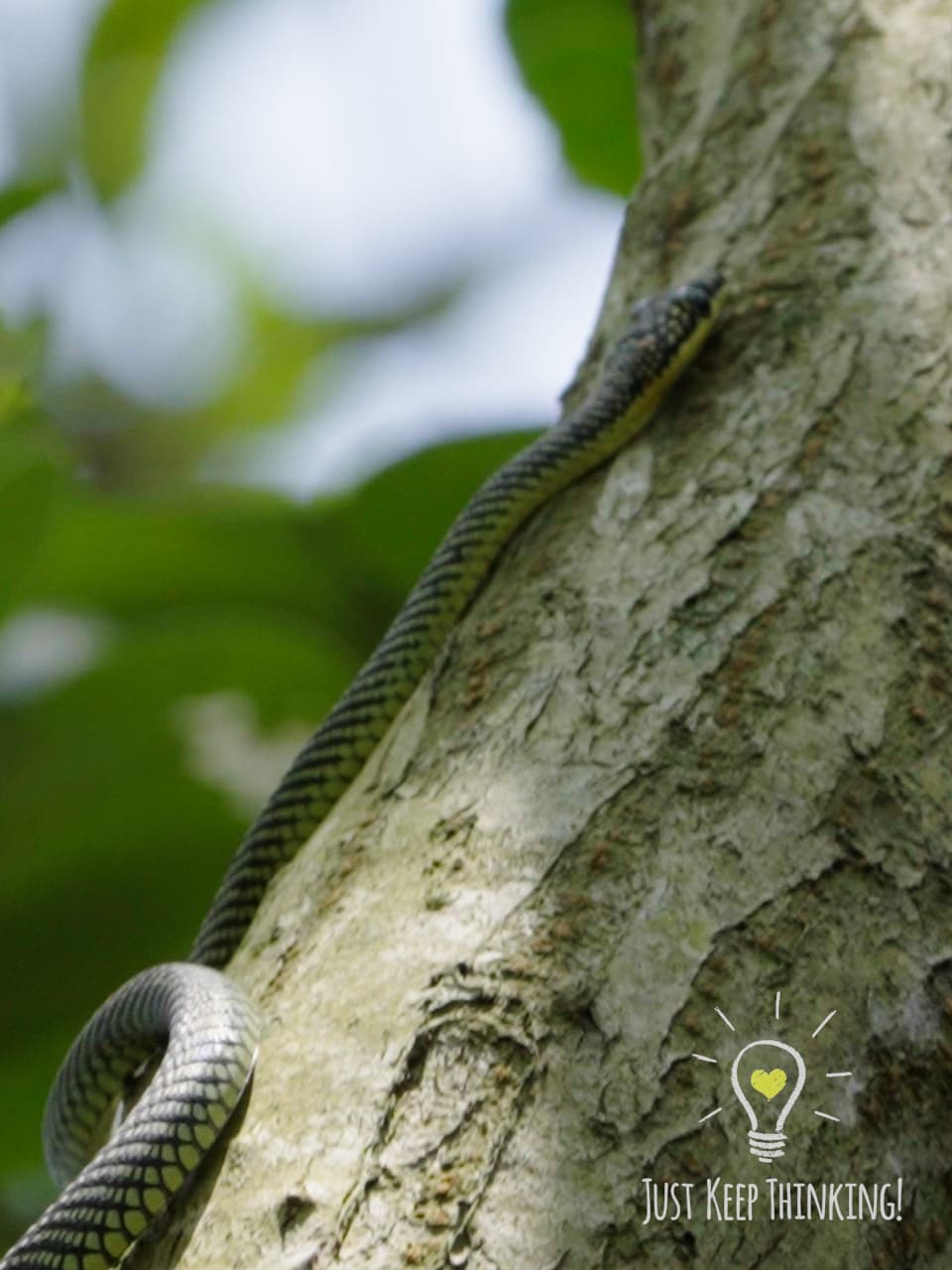 07_Paradise Tree Snake_GradedJKT